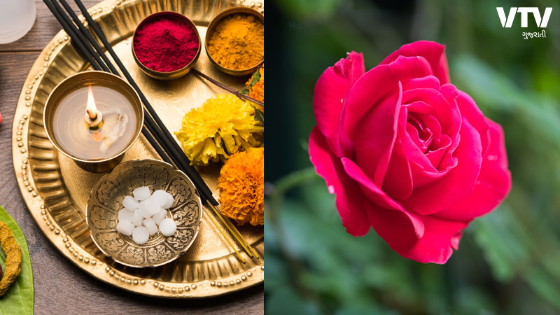 અમીર લોકોમાં થવા લાગશે તમારી ગણતરી, ગુલાબના ફૂલના આ ઉપાય બનાવી દેશે ધનવાન |  to become rich do those rose remedies