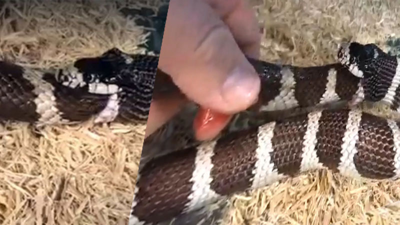 Snake eating his body