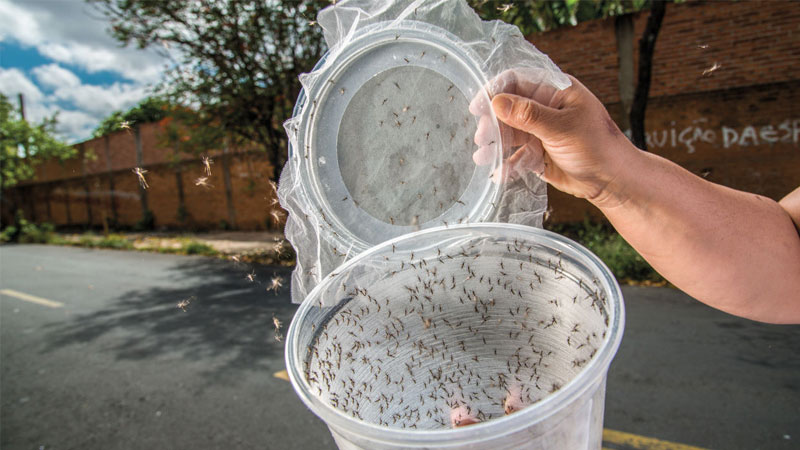 mosquitoes