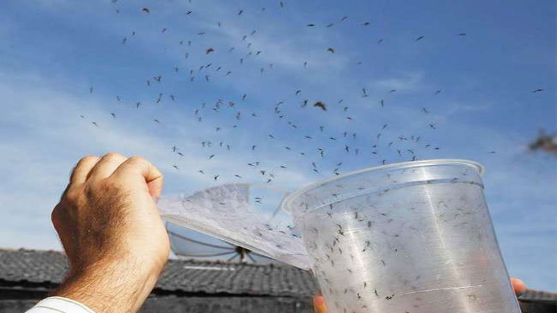 mosquitoes