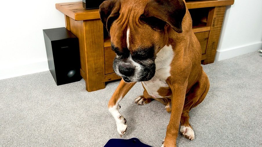 Dog remote