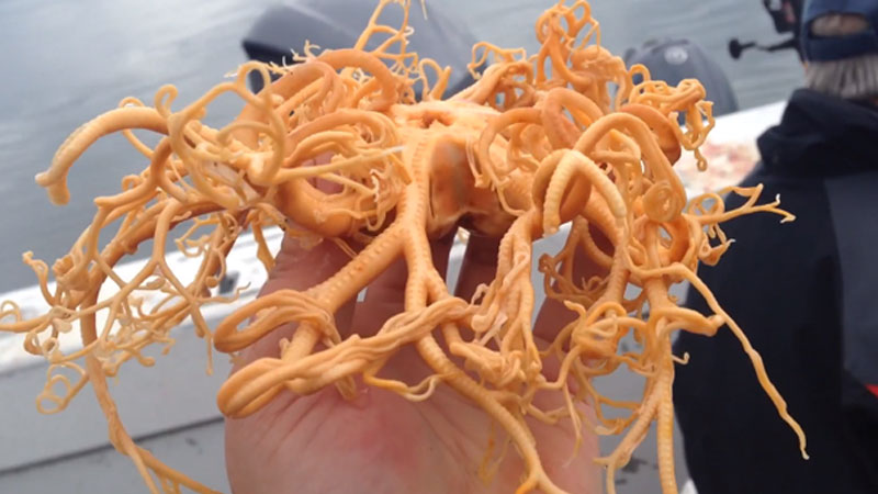 Basket stars