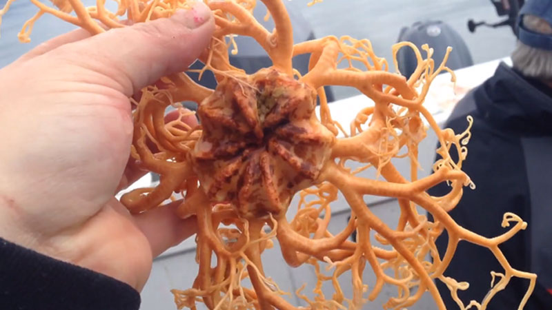 Basket stars