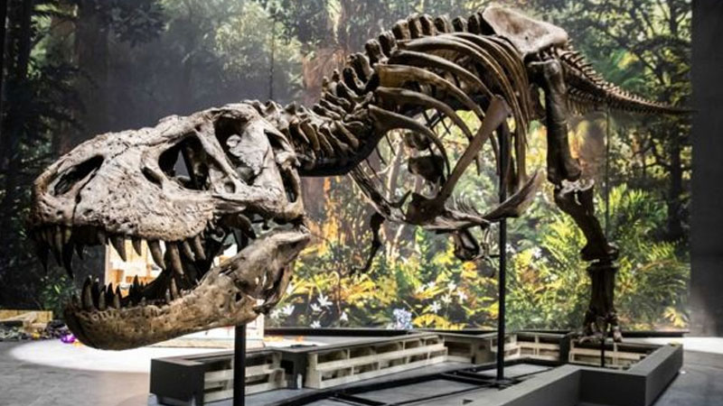 Tyrannosaurus
