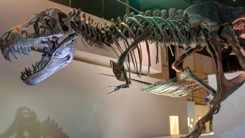 Tyrannosaurus