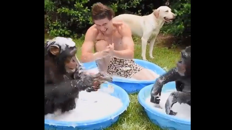 chimpanzee viral