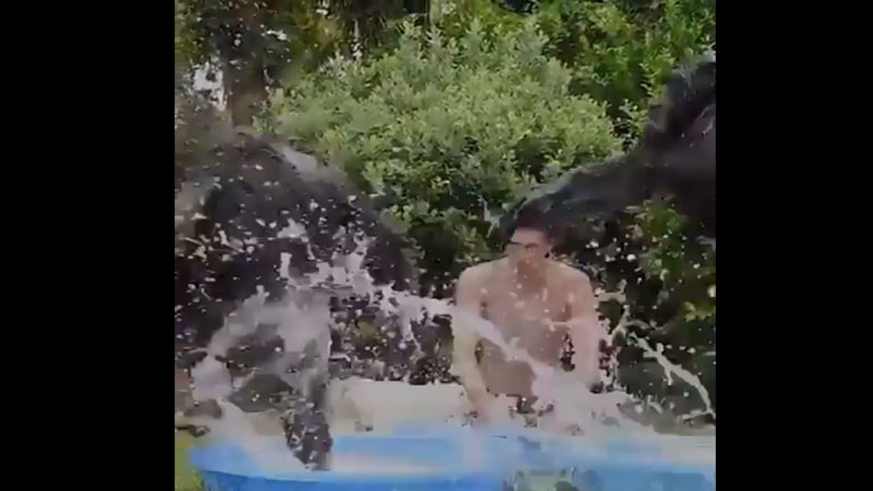 chimpanzee video viral