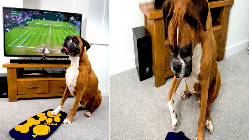 dog remote