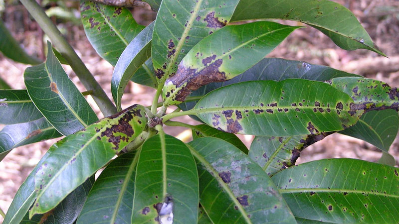 mango leaves