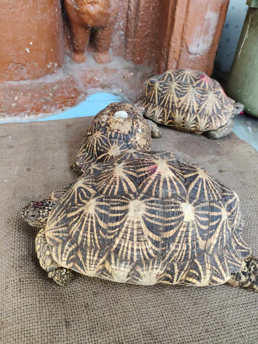 Shiv Turtle રાજકોટના આ શિવ મંદિરમાં એન્ટ્રી કરો એટલે જ્યાં જુઓ ત્યાં કાચબા, Video ...