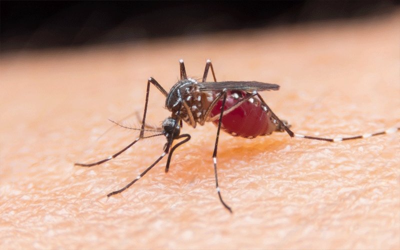 06-malaria-will-end-till.-j.gif