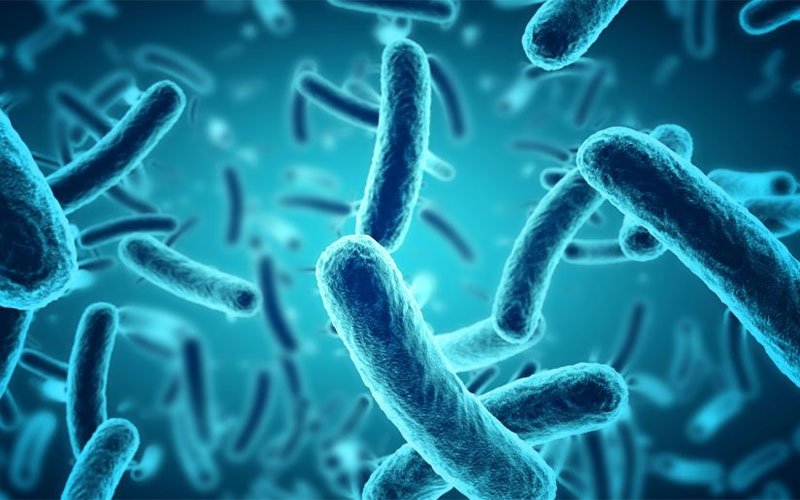 Bacteria.jpg