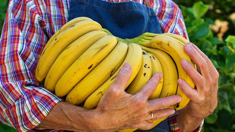 Banana-benefits-2