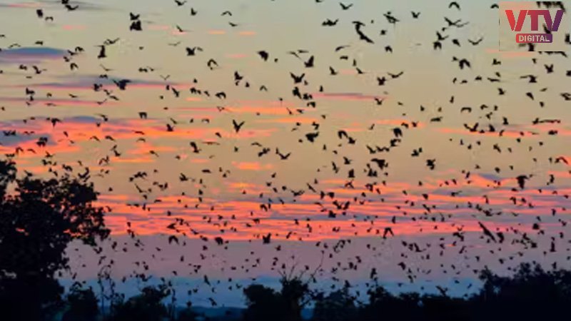 Bats1