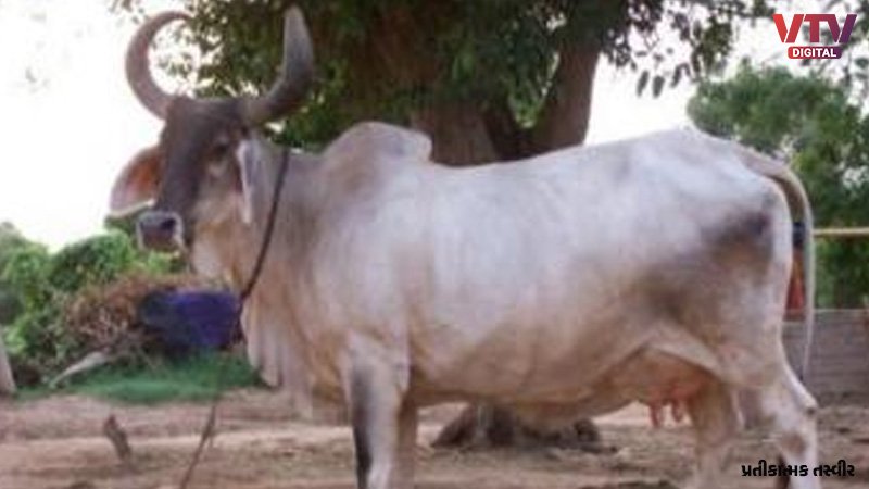 COW-2