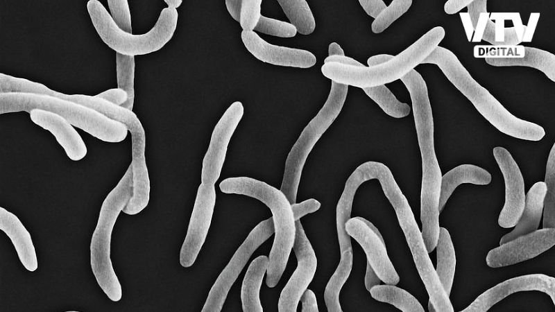 Dangerous Bacteria (1)
