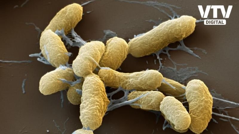 Dangerous Bacteria (2)