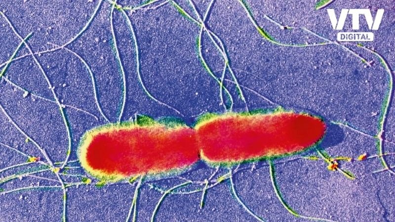 Dangerous Bacteria (3)