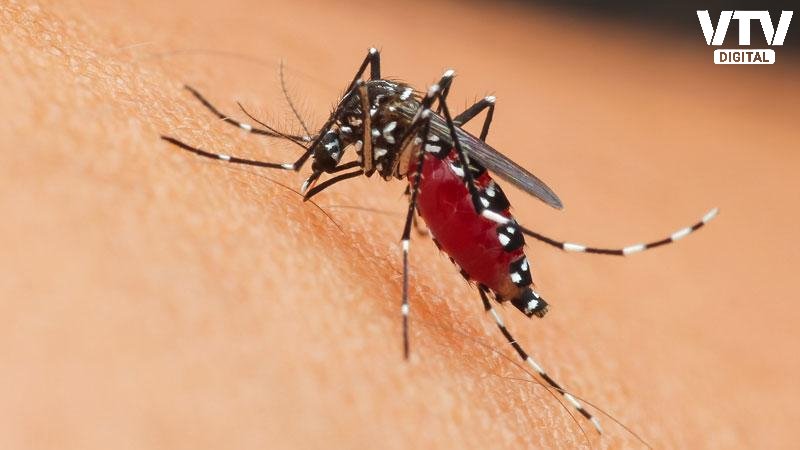 Dengue