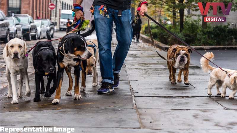Dog-Walker