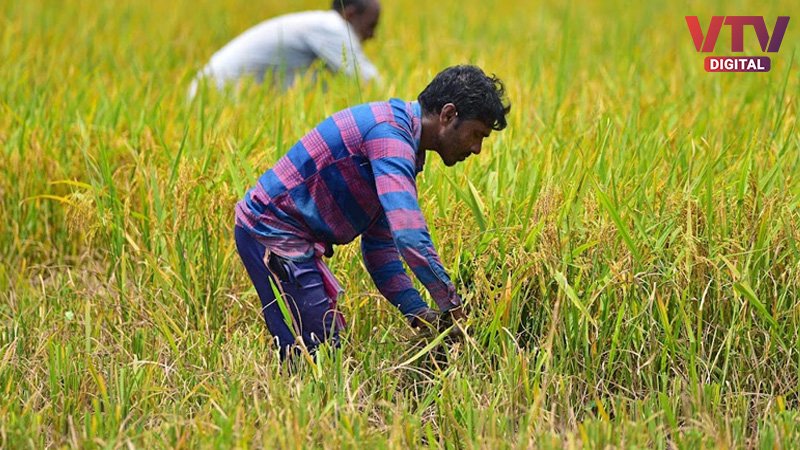 FARMER-1