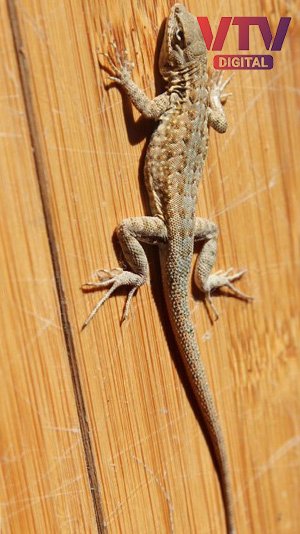 LIZARD
