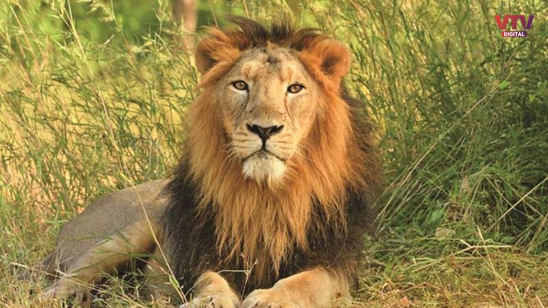 Lion-of-gir