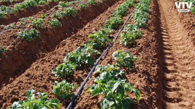 Micro-Irrigation-System