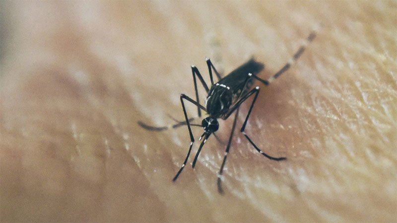 Mosquitoe.jpg