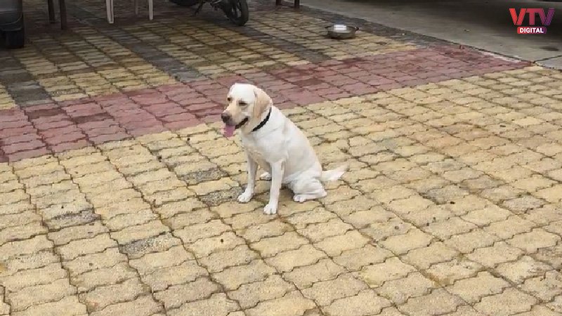 NDRF-dog