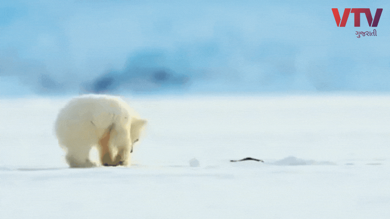 Polar Bear and Seal Viral Video