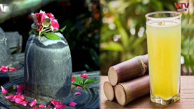 SUGAR-CANE