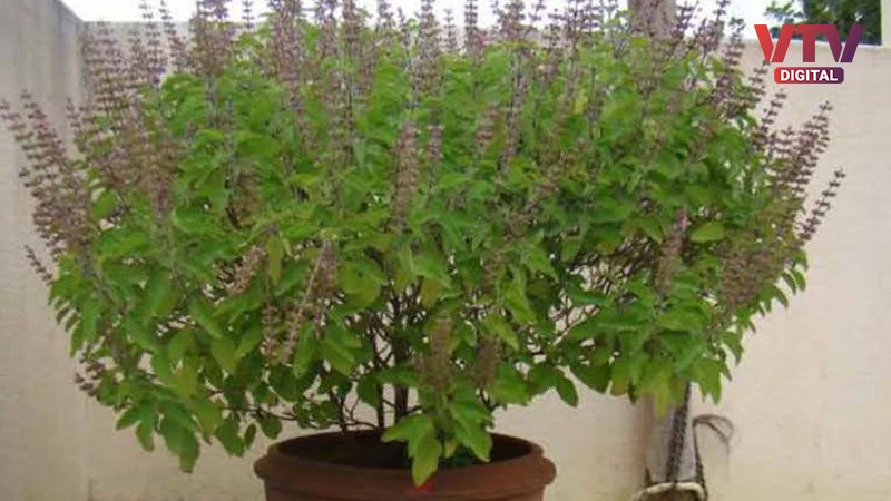 TULSI-1