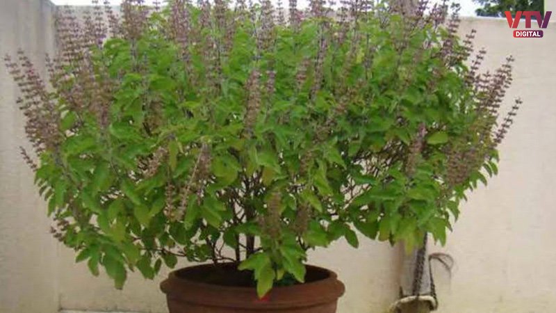 TULSI-3