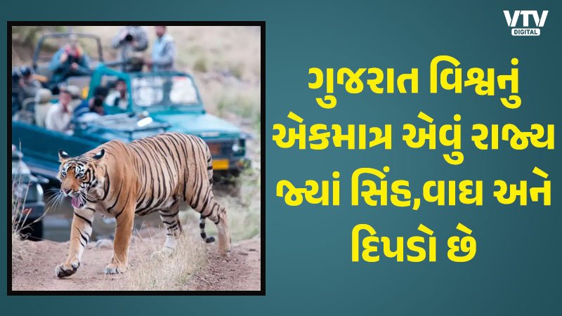 Tiger-in-Gujarat