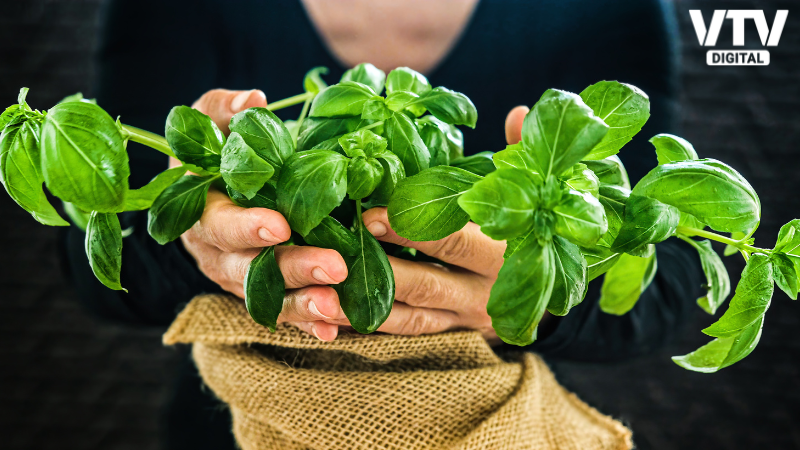 Tulsi