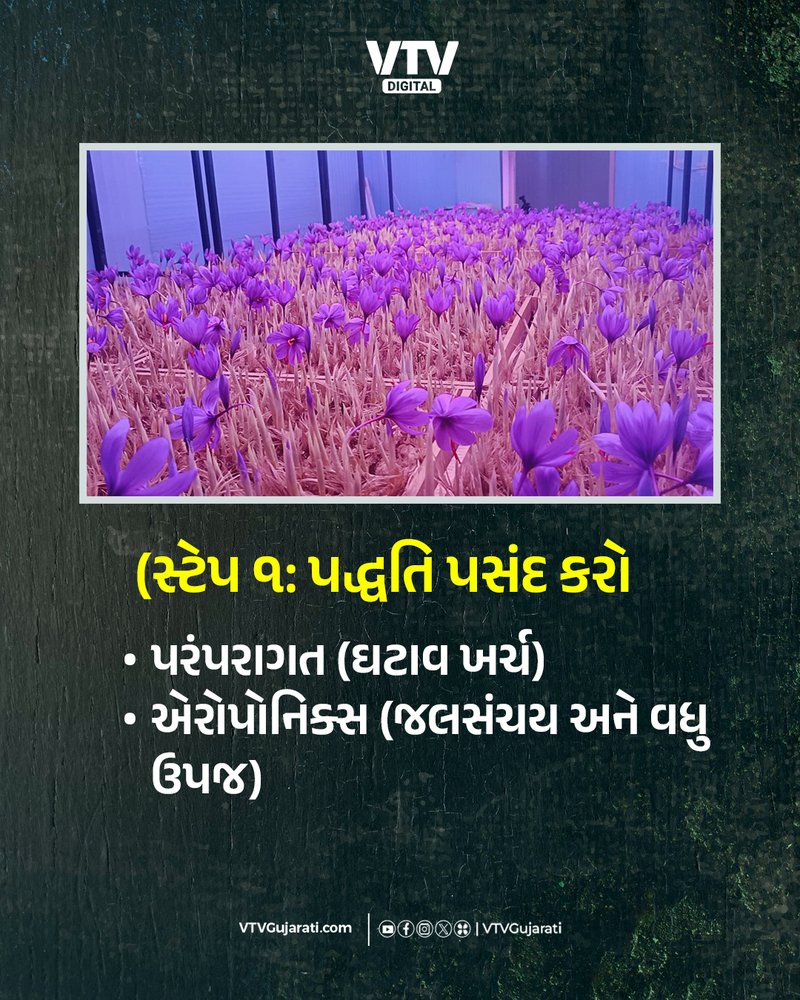 WEB ઘરે ઉગાડો કેસર,1