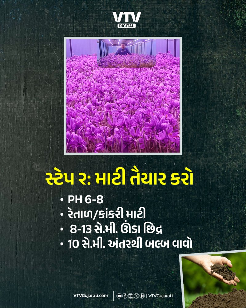 WEB ઘરે ઉગાડો કેસર,2