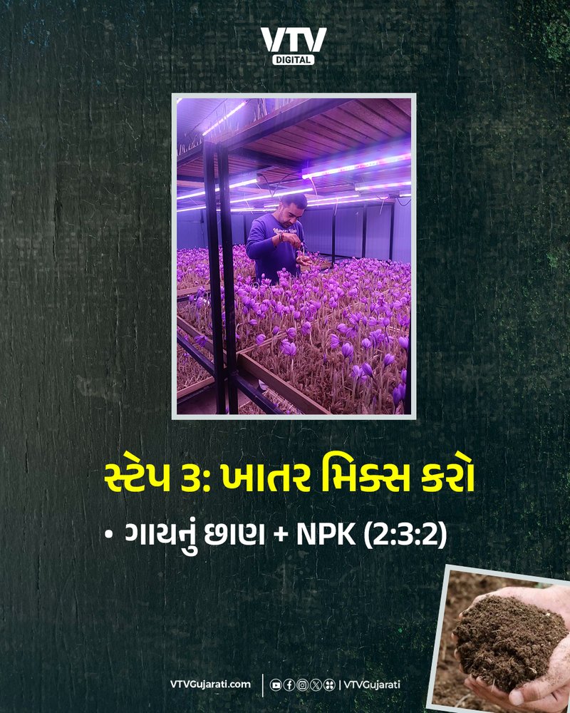 WEB ઘરે ઉગાડો કેસર,3
