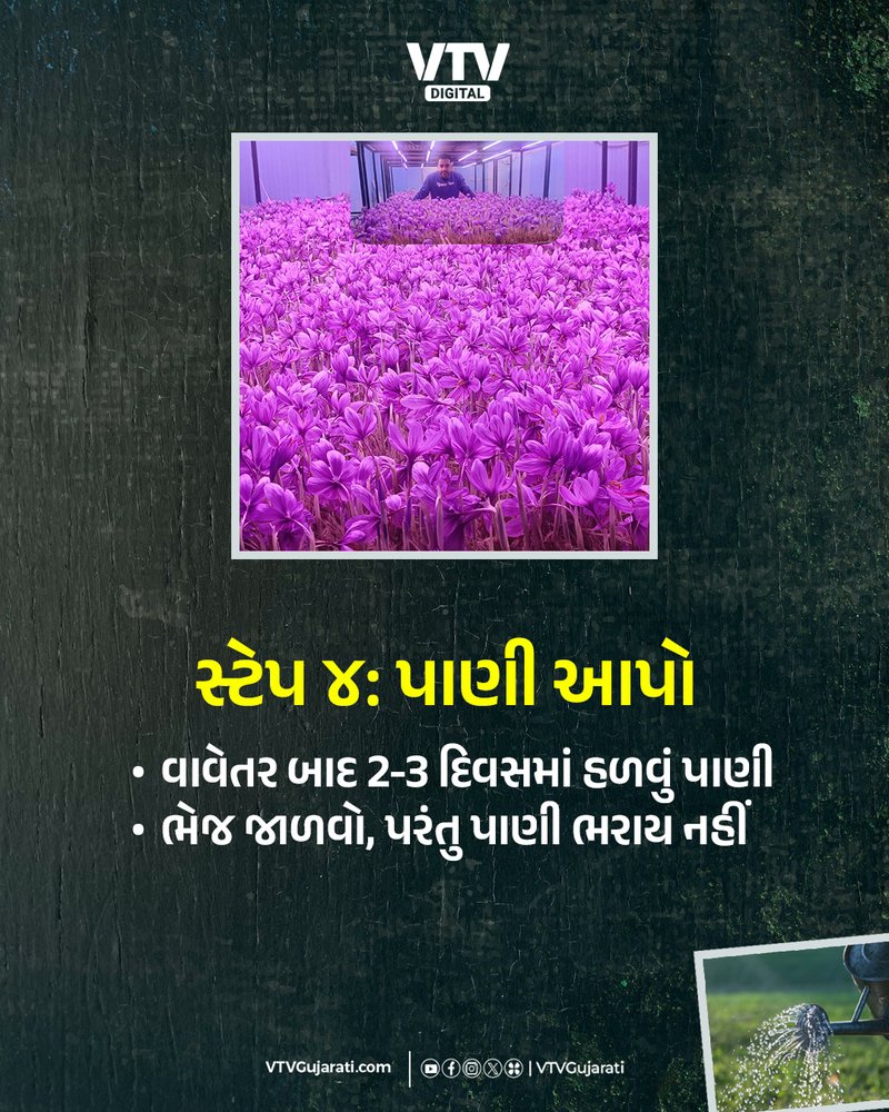 WEB ઘરે ઉગાડો કેસર,4