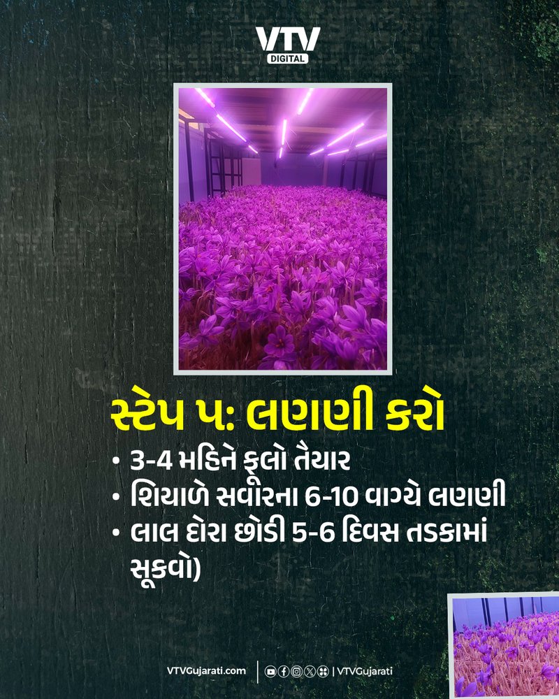 WEB ઘરે ઉગાડો કેસર,5_