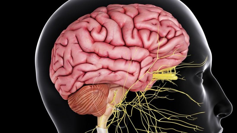 brain-3.jpg