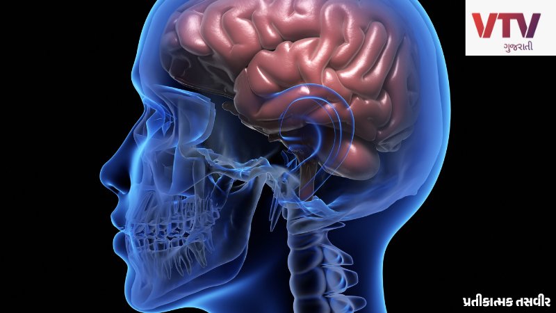 brain
