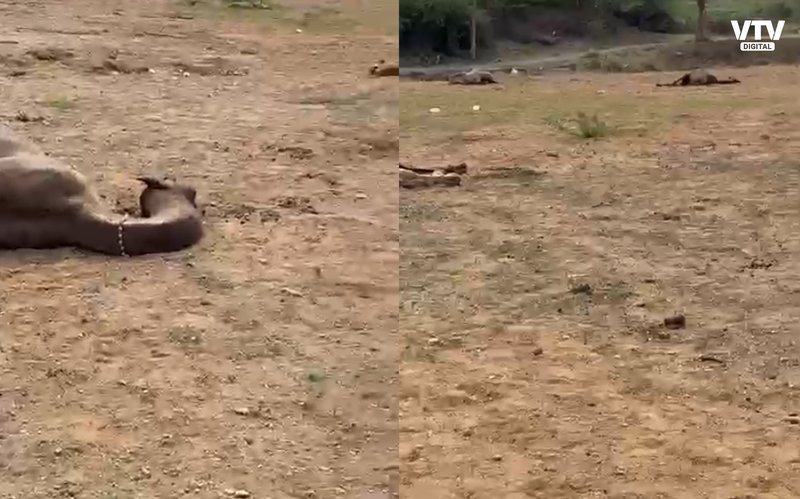 camel