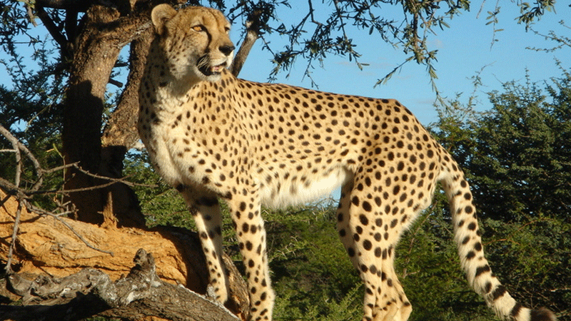 cheeta1.gif