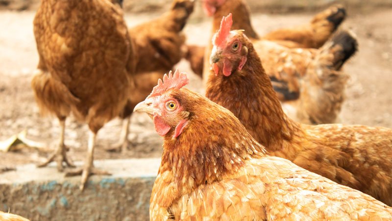 chicken.jpg
