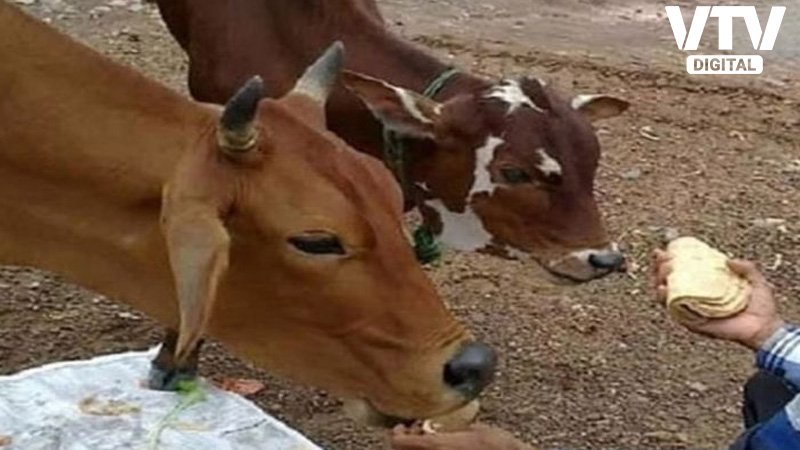 cow-roti