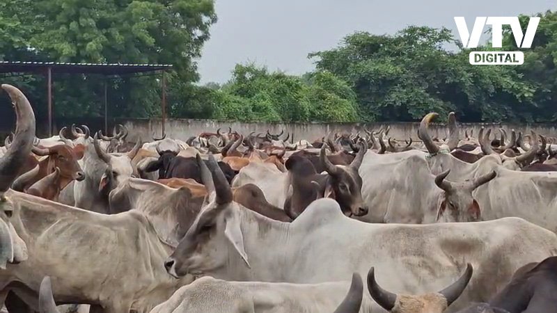 cow