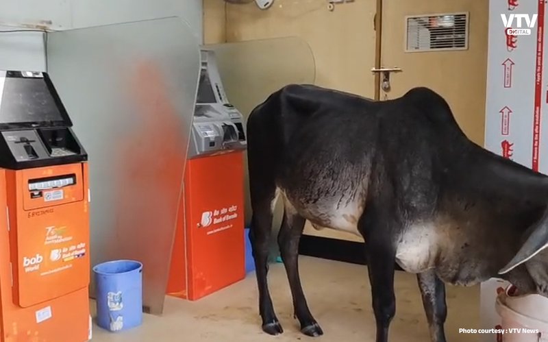 cow