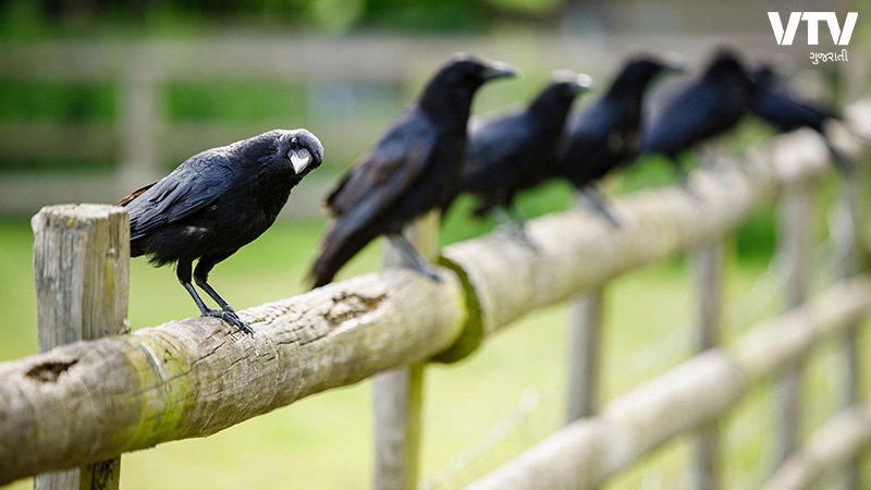 crows-2